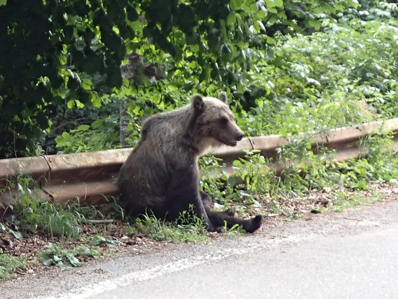 33 Na Fagaraš jedeme od jihu. Méďové žebrají jídlo, autaři jim ho házejí, Absurdní v civilizované zemi.